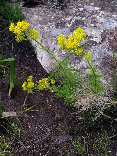 Senecio bipinnatus, photographed by Chris Vynbos