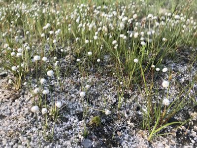 Eriocaulon aquaticum, photographed by Chase Mathey