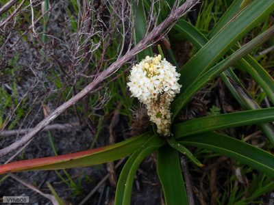 Bulbinella nutans, photographed by Chris Vynbos