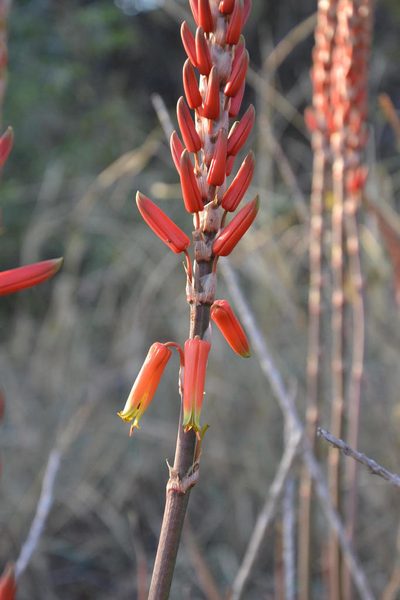 Aloe lutescens, photographed by Caroline Voget