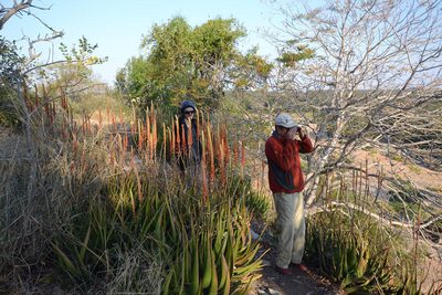 Aloe lutescens, photographed by Caroline Voget