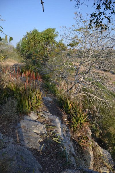 Aloe lutescens, photographed by Caroline Voget
