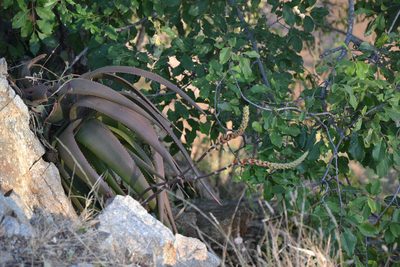 Aloe lutescens, photographed by Caroline Voget