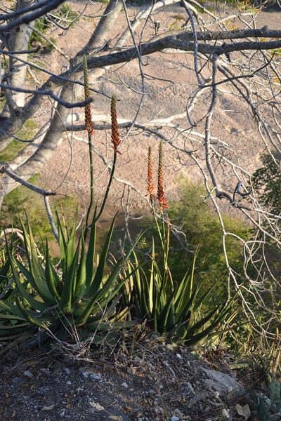 Aloe lutescens, photographed by Caroline Voget