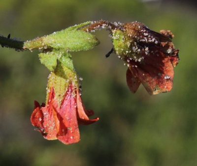 Hermannia scabricaulis, photographed by Tony Rebelo