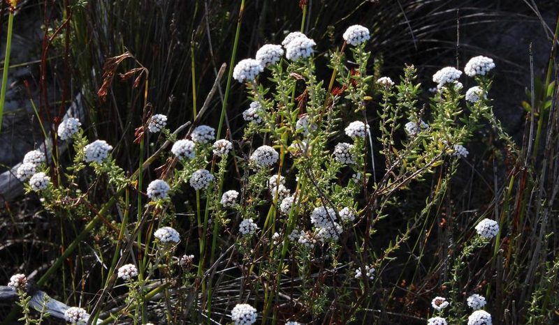 Metalasia umbelliformis, photographed by Tony Rebelo