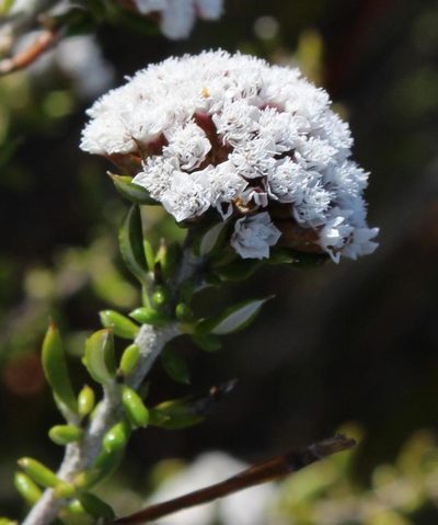 Metalasia umbelliformis, photographed by Tony Rebelo