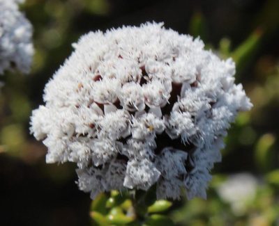 Metalasia umbelliformis, photographed by Tony Rebelo