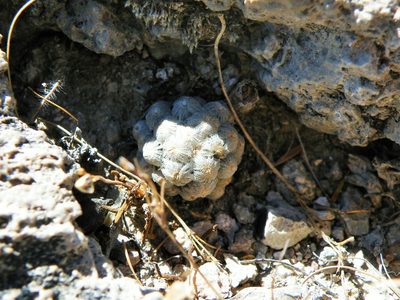 Cochemiea theresae, photographed by amantedarmanin