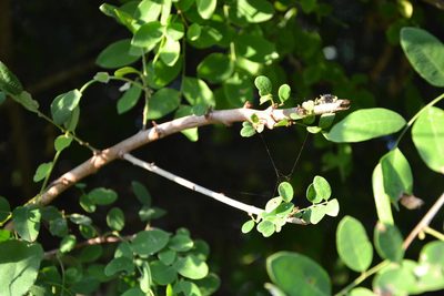 Cocculus hirsutus, photographed by Caroline Voget