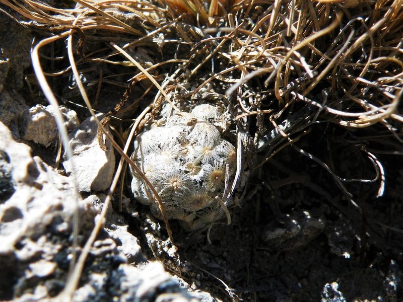 Cochemiea theresae, photographed by amantedarmanin