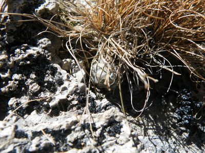 Cochemiea theresae, photographed by amantedarmanin