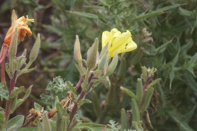 Oenothera elata, photographed by Arvel Hernandez
