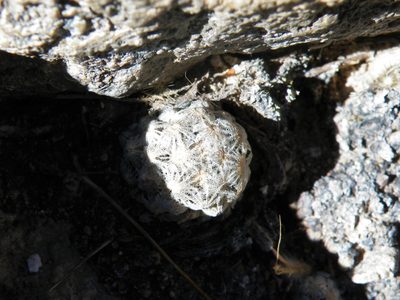 Cochemiea theresae, photographed by amantedarmanin