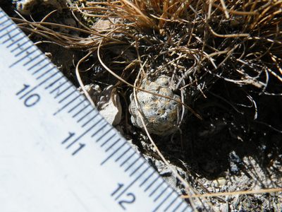 Cochemiea theresae, photographed by amantedarmanin