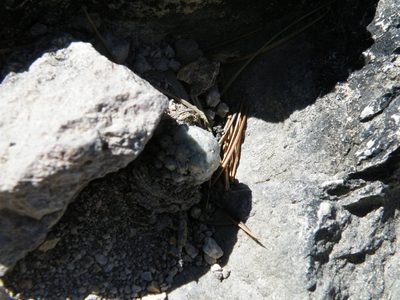 Cochemiea theresae, photographed by amantedarmanin