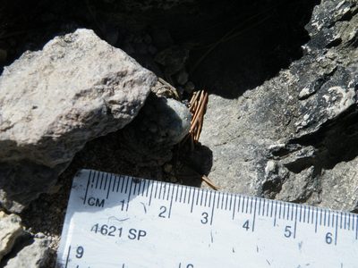 Cochemiea theresae, photographed by amantedarmanin