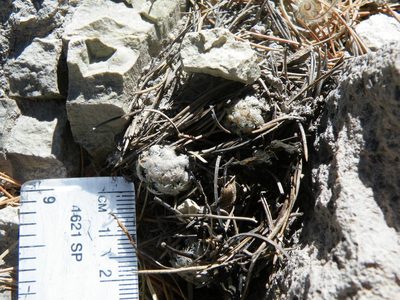 Cochemiea theresae, photographed by amantedarmanin
