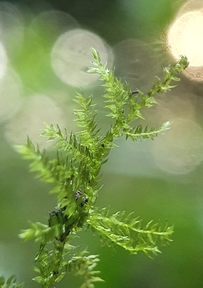 Oxyrrhynchium speciosum, photographed by Jonathan Hughes