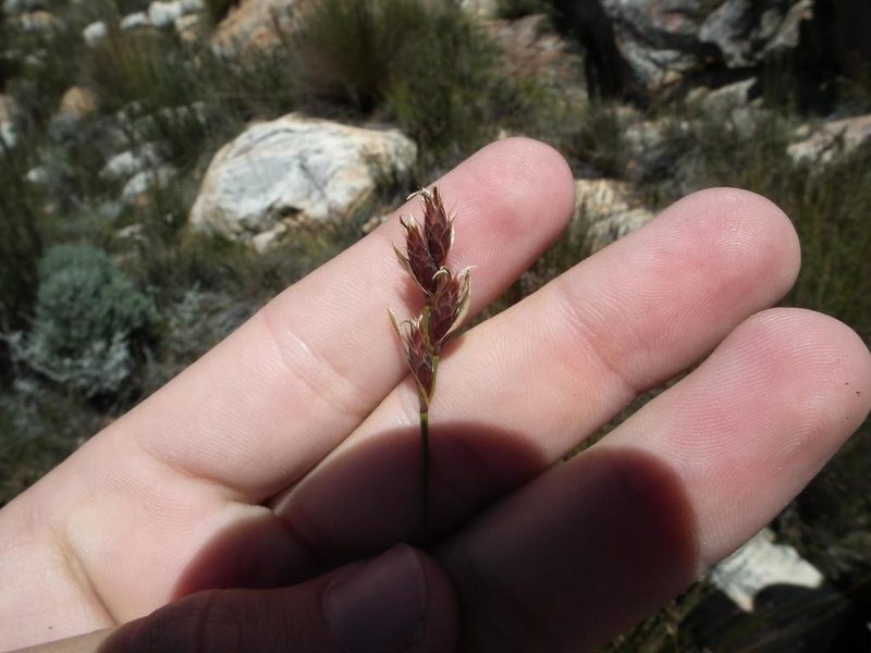 Hypodiscus synchroolepis, photographed by Brian du Preez