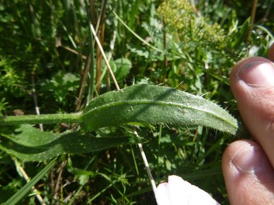 Dasyphyllum tomentosum, photographed by Gabriel Mayrhofer