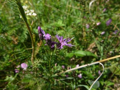 Serratula tinctoria, photographed by Gabriel Mayrhofer