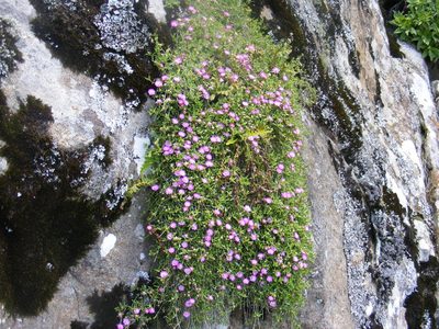 Delosperma grantiae, photographed by James Deacon