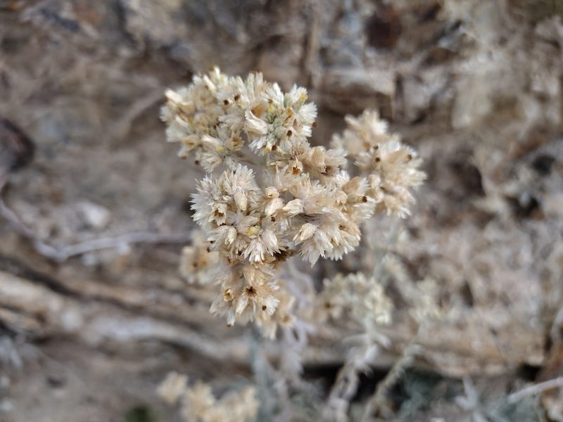 Pseudognaphalium microcephalum, photographed by Daniel S.