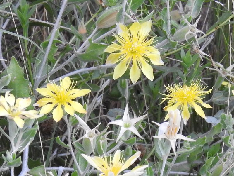 Mentzelia reverchonii, photographed by Sam Kieschnick