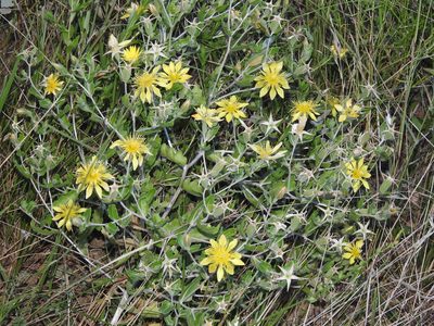 Mentzelia reverchonii, photographed by Sam Kieschnick