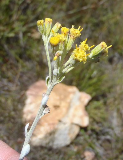 Senecio pauciflosculosus, photographed by Nicola van Berkel