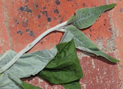 Buddleja madagascariensis, photographed by Tony Rebelo