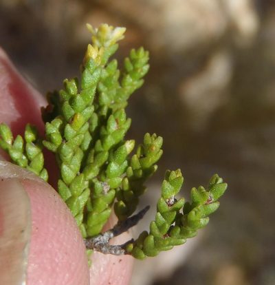 Diosma apetala, photographed by Nicola van Berkel