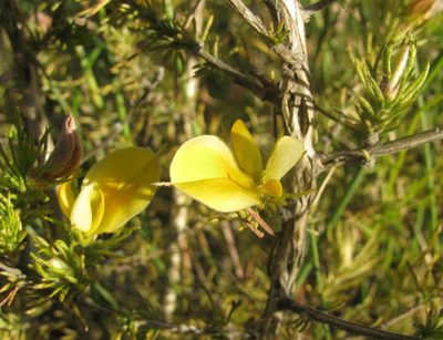 Aspalathus spicata, photographed by douglaseustonbrown