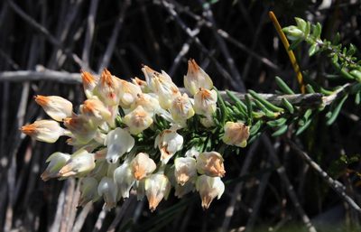 Erica calcareophila, photographed by Tony Rebelo