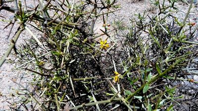 Tricomaria usillo, photographed by Gonzalo Martinez
