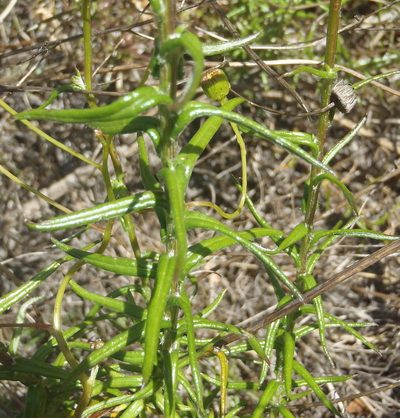 Senecio juniperinus, photographed by Nicola van Berkel