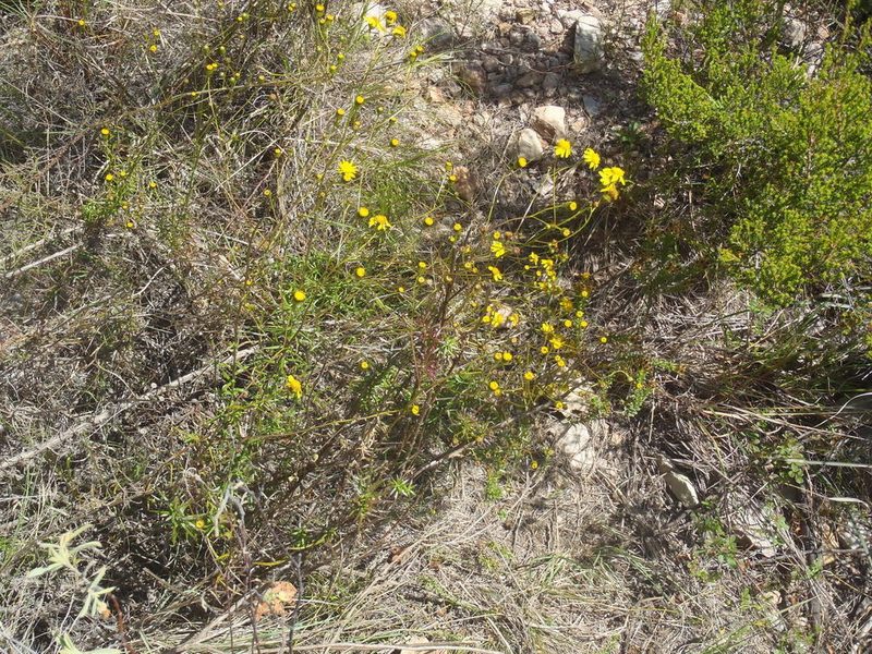 Senecio juniperinus, photographed by Nicola van Berkel