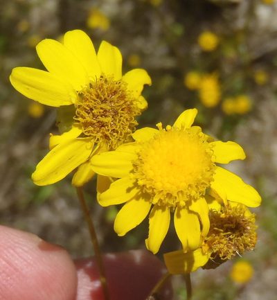 Senecio juniperinus, photographed by Nicola van Berkel