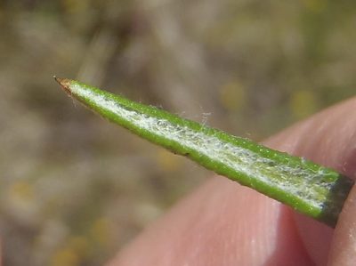 Senecio juniperinus, photographed by Nicola van Berkel