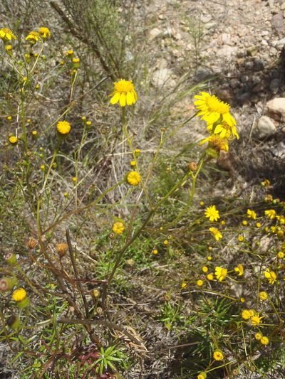 Senecio juniperinus, photographed by Nicola van Berkel