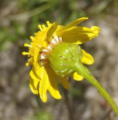 Senecio juniperinus, photographed by Nicola van Berkel
