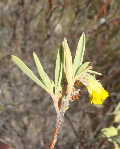Hermannia velutina, photographed by Nicola van Berkel