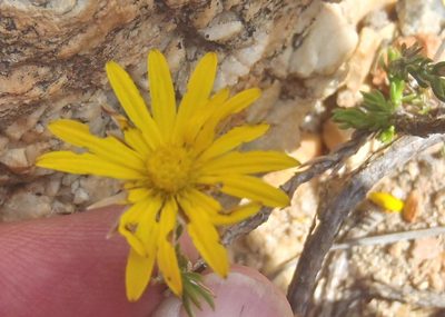 Oedera decussata, photographed by Nicola van Berkel