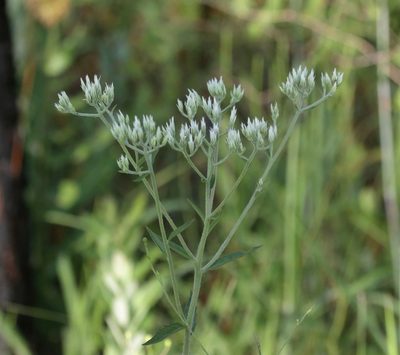 Eupatorium album, photographed by Lauren McLaurin