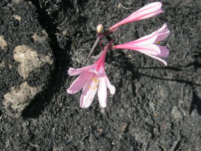 Cyrtanthus debilis, photographed by Di Turner