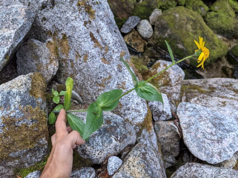 Arnica lanceolata, photographed by Trevor Van Loon