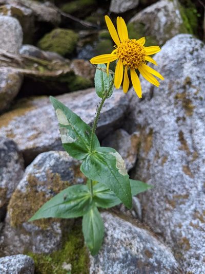 Arnica lanceolata, photographed by Trevor Van Loon