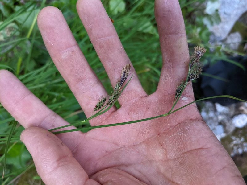 Carex macrochaeta, photographed by Trevor Van Loon