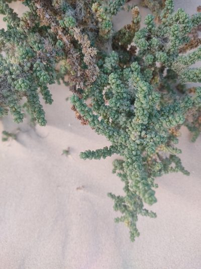 Traganum moquinii, photographed by Galder Gonzalez
